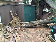 Hire Tree Pruning Experts in Lane Cove North NSW