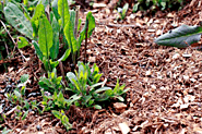 Wood Chip Mulch: What is it and Which to Use Where ?
