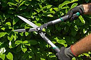 Understanding the Difference Between Tree Pruning and Lopping Services