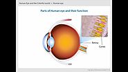 Parts of human eye and their functions CBSE Class 10 Science
