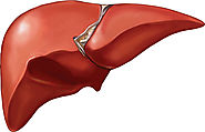 Points To Keep In Mind before Going for a Liver Transplant