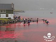 Ocean waters at Faroe Islands runs red with blood of slaughtered dolphins · Love Ur Pet