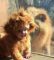 Baby meets a lion dressed as a Cub and this lion is confused silly · Love Ur Pet
