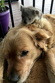 Golden Retriever saves a Koala’s life; shocks the owner · Love Your Pet