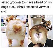 Hilarious pet haircuts that totally went wrong · Love Your Pet
