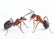 ant-exterminator-las-vegas-nv