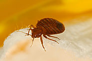 bed-bug-on-matress-in-vegas-home