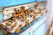 bee-removal-infestation-in-home-walls-las-vegas