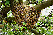 bees-swarm-removal-las-vegas-valley