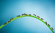 pest-control-ants-on-grass-las-vegas