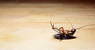 pest-control-dead-cockroach-on-wood-las-vegas-nv