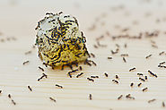 pest-control-las-vegas-ants-eating-food