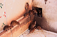 rat-infestation-pest-control-las-vegas-nv
