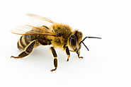 single-honey-bee-removal-las-vegas-nv