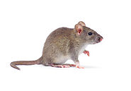 single-mouse-pest-control-las-vegas-nv
