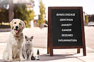 CBD Hemp Oil: 8 Things to Keep in Mind for Pet Health