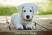 10 Unlimited Thing You Should know About CBD Oil For Dog