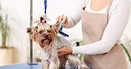 What Is The Secrets Of Excellent Pet Grooming?