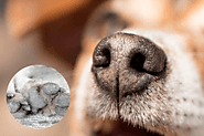 Things To Keep In Mind If Your Dog Has a Dry Nose and Paws