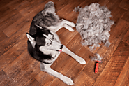Lifestyle And Grooming Tips To Minimize Dog Shedding - Mom Bloggers Club