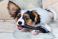 Guide to Buying and Using Dog Hair brush