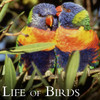 Life of Birds by Life of Birds