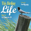 This Birding Life/Bird Watcher's Digest by Bird Watcher's Digest