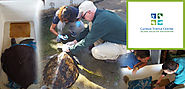 WALTER AND NAVI - OUR TEAM MEMBERS WHO HELPED RESCUE THE SICK TURTLE