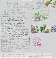 Students participated in Essay and Poster competition to earn an opportunity to escort turtles in a turtle release - ...