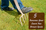 5 Reasons Your Lawn Has Brown Spots | Prunin Arboriculture and Landscapes