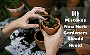 10 Mistakes New Herb Gardeners Should Avoid | Prunin Arboriculture and Landscapes