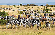 Zebras and Thompson Gazelle grazing the grasslands of the Serengeti National Park
