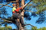 Tree Pruning vs Lopping - Which Do You Need?