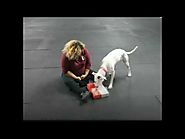 Albany Dog Training | Master Dawgs
