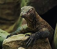 dgtlmarketing: Komodo Dragon: Exploring the Myths and Realities of Its Historical Evolution