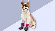 Dog Socks - Designs and How To Buy? - Socks From Hell