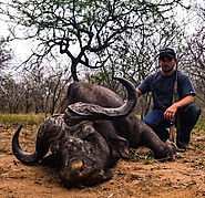 Cape Buffalo hunting trip with Zembe African Safaris.