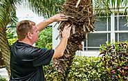 Pest Control Measures to Prepare Your Property for Hurricane Season