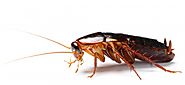Roaches Treatment in Cayman Islands