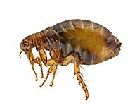 Fleas Treatment in Cayman Islands