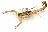 Scorpions Treatment in Cayman Islands