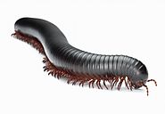 Millipedes Treatment in Cayman Islands