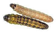 Cutworms Treatment in the Cayman Islands