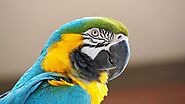 Macaw Parrot Price in india 2022 | Parrot Price in india