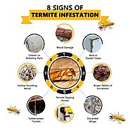 Identifying termites in Singapore: 8 Signs of Termite Infestation
