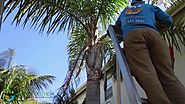 Palm Trimming to New life | SB Evolution Landscape