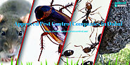 Approved pest control companies Dubai | Home pest control services UAE