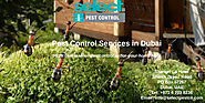 Pest Control, Cleaning services Dubai | Pest Control Price Sharjah