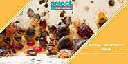 Pest Control Dubai bed bugs | Bed Bugs control, Removal services Dubai