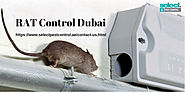 Cockroach Pest Control Company Dubai | Best Rats Control in UAE